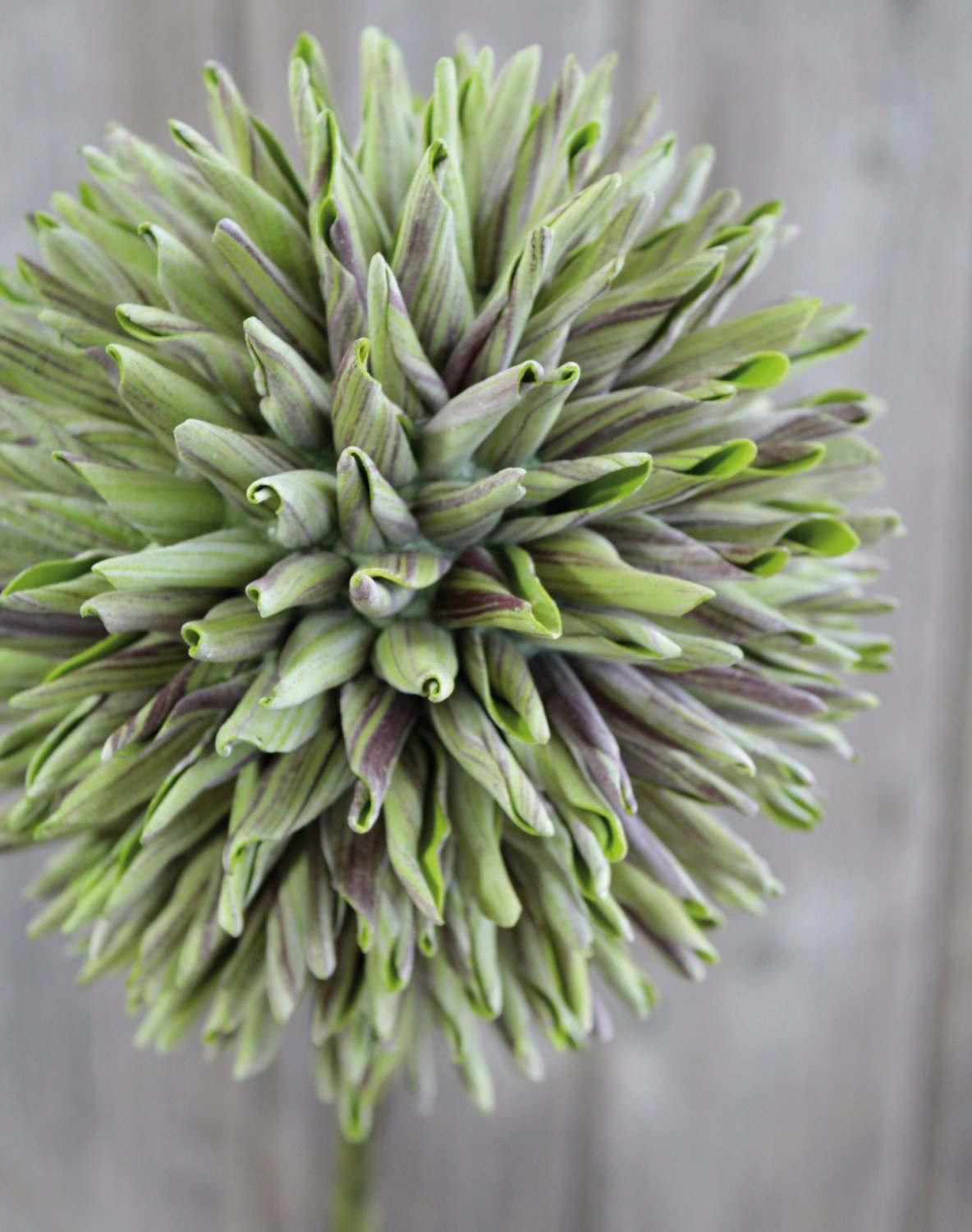 Artificial soft flower 'allium', 80 cm, green