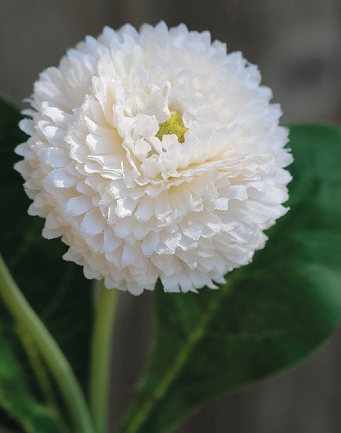 Künstliche Bellis auf Steckstab, 2 Blüten, 26 cm, weiß