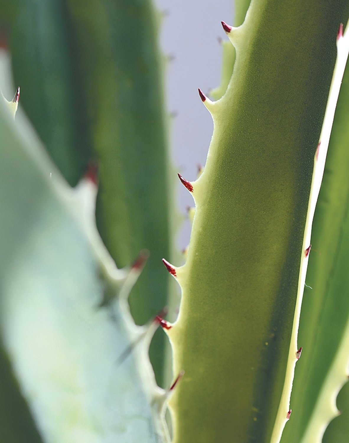 Künstliche Agave, getopft, 21 Blätter, 120 cm, grün-weiß Künstliche Agave, getopft, 21 Blätter, 120 cm, grün-weiß