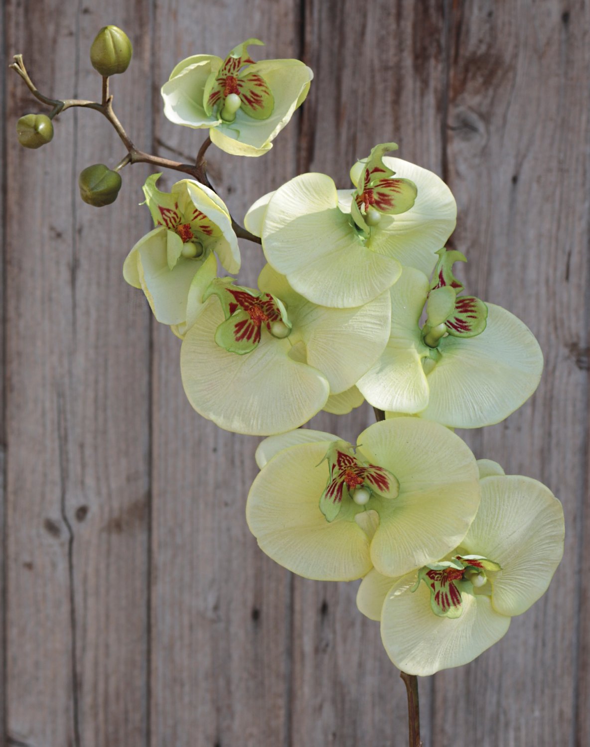 Artificial orchid Phalaenopsis, 103 cm, real touch, beige-green