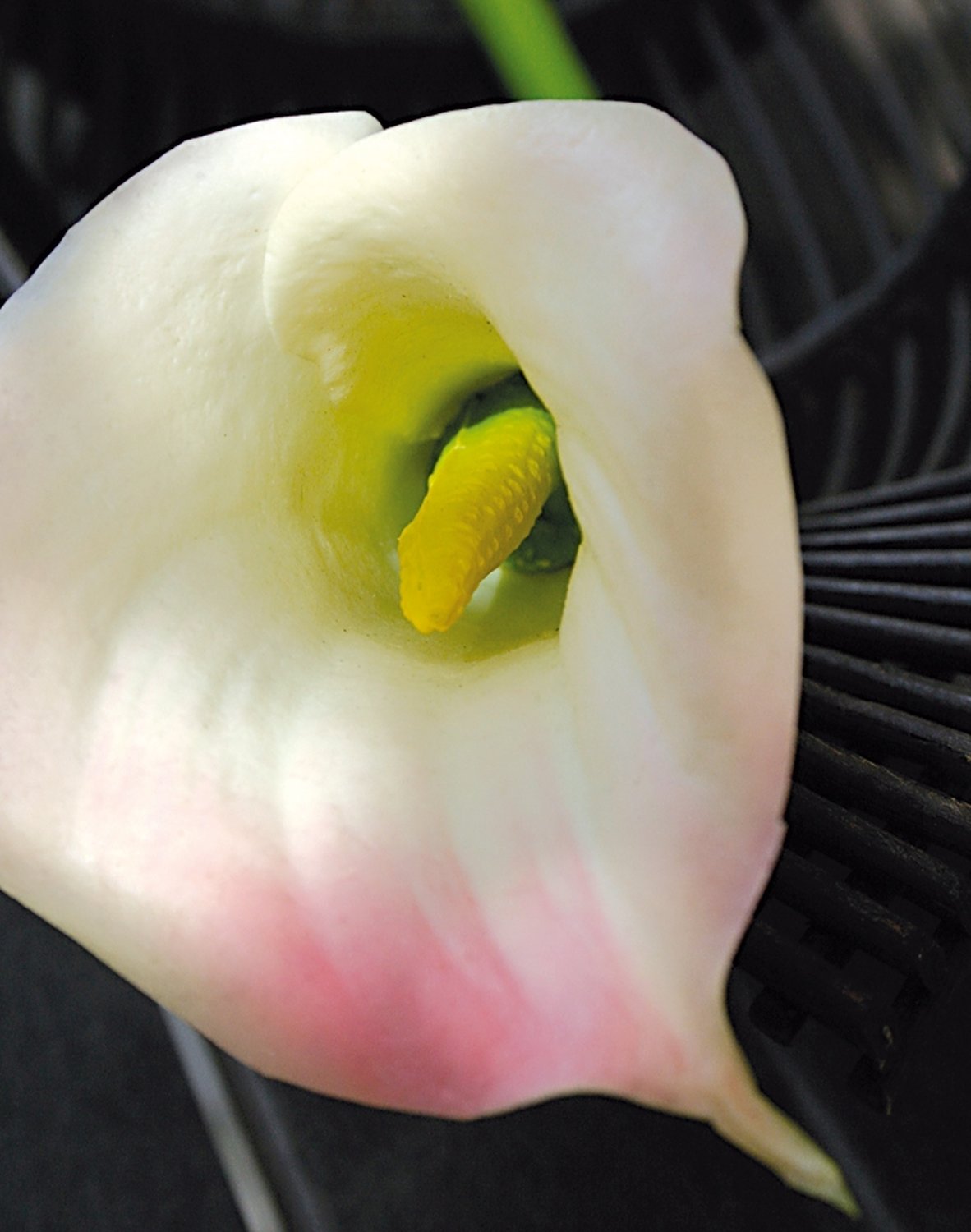 Künstliche Calla, 68 cm, Real Touch Soft, weiß-rosa