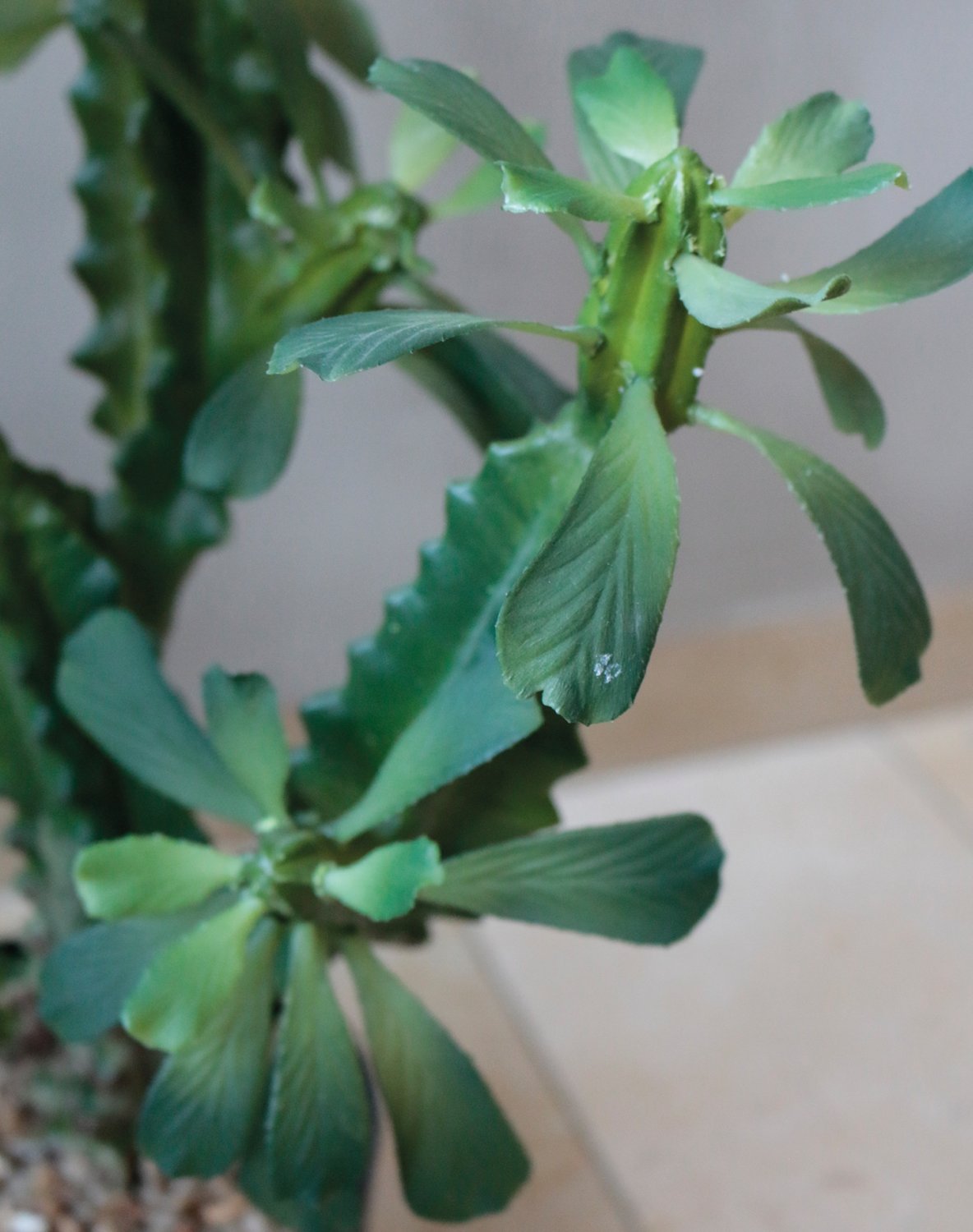 Artificial euphorbia trigona, potted, 63 cm, green