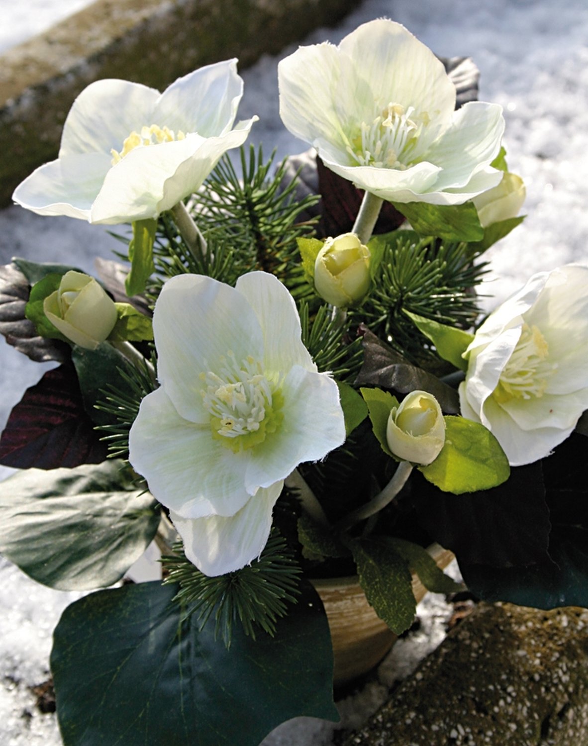 Künstliche Christrosen im Topf, mit Tanne, 20 cm, creme-weiß