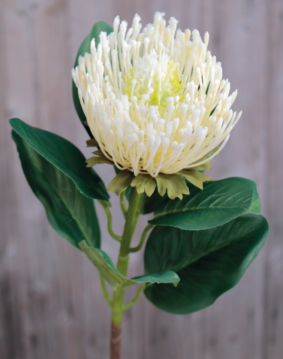 Silk protea, 65 cm, beige-white