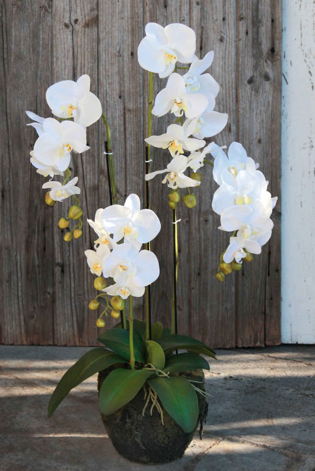 Orchidea Phalaenopsis artificiale in 'Terra', 4 rami, 100 cm, Real Touch, bianco