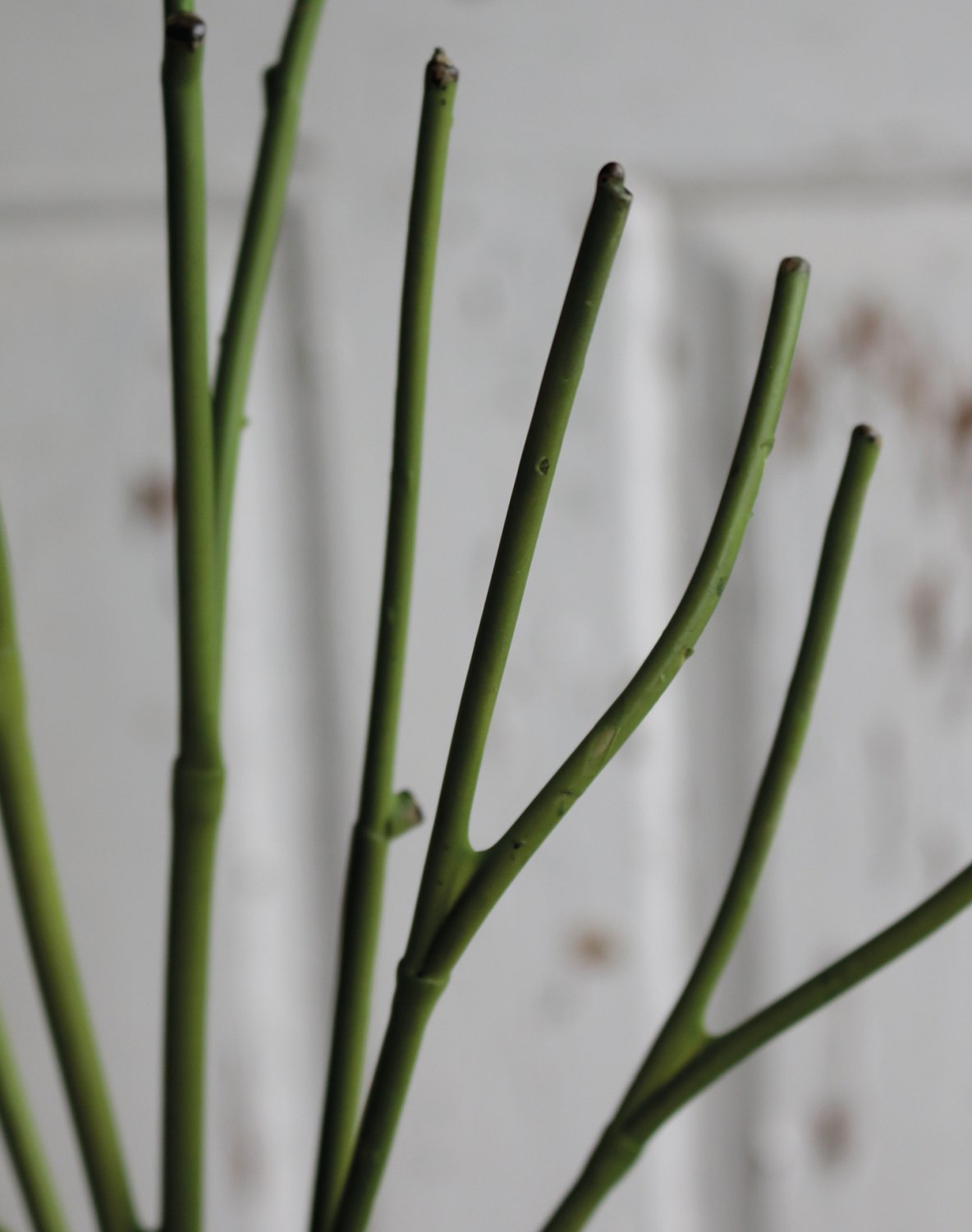 Artificial decorative twig 'pencil cactus', 50 cm, green