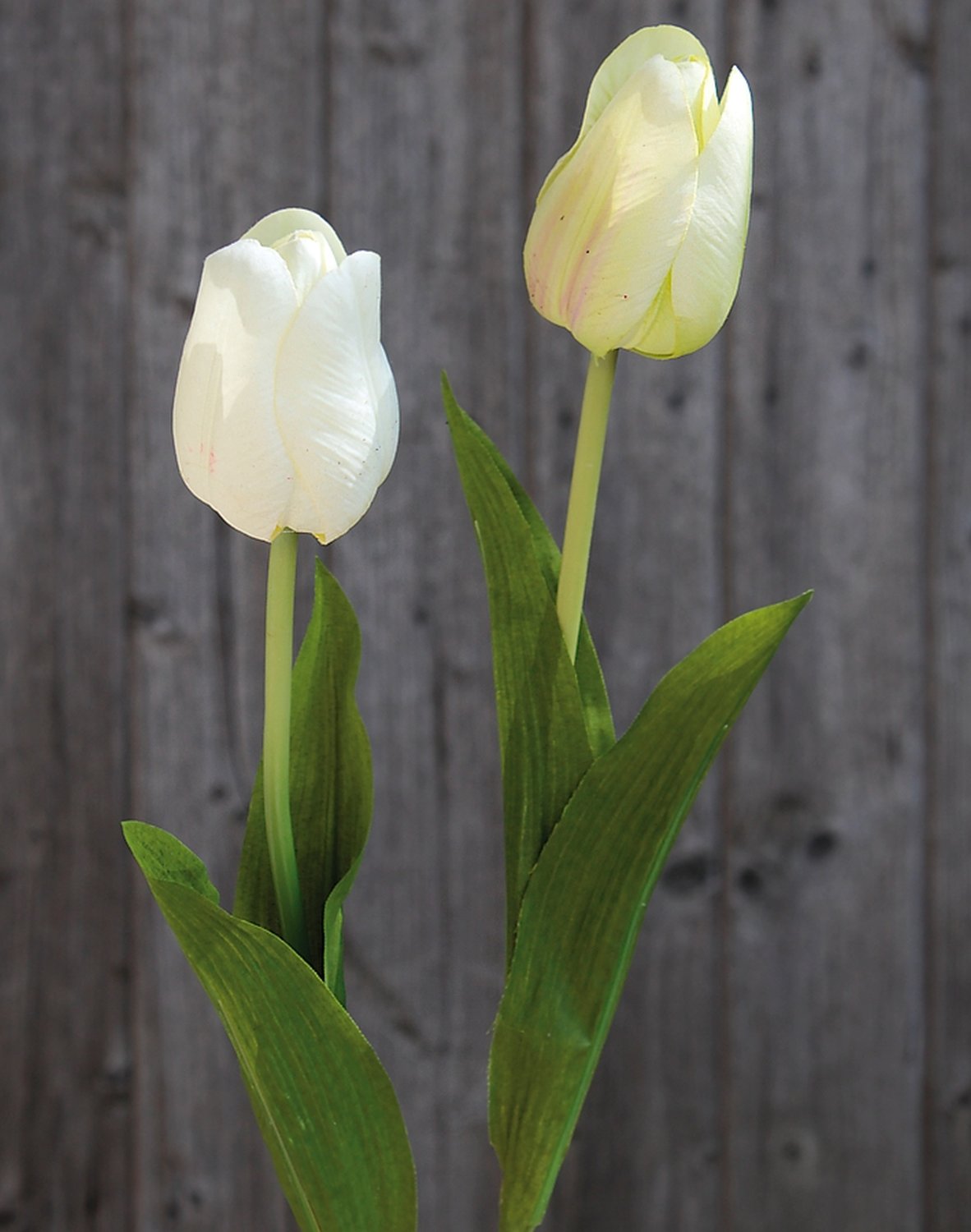 kräuter für blumenkasten 4er Pflanzen Box italienische Kräuter – Green Me Up