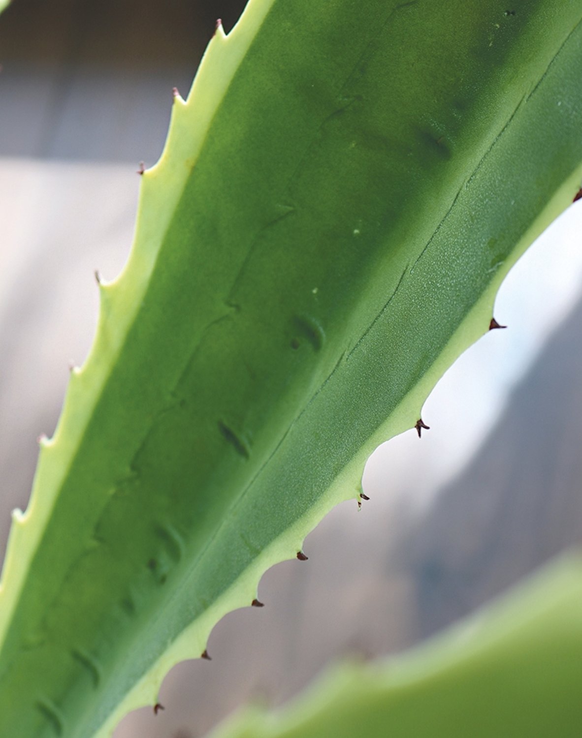 Künstliche Agave, getopft, 21 Blätter, 120 cm, grün-weiß