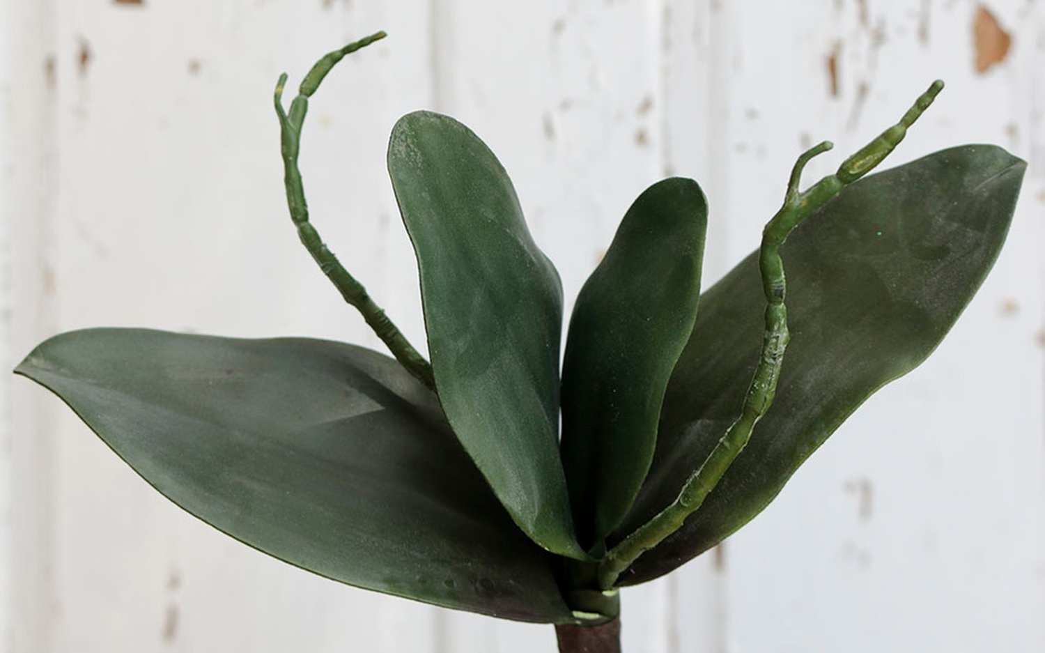 Artificial orchids leaves with root, 25 cm, green