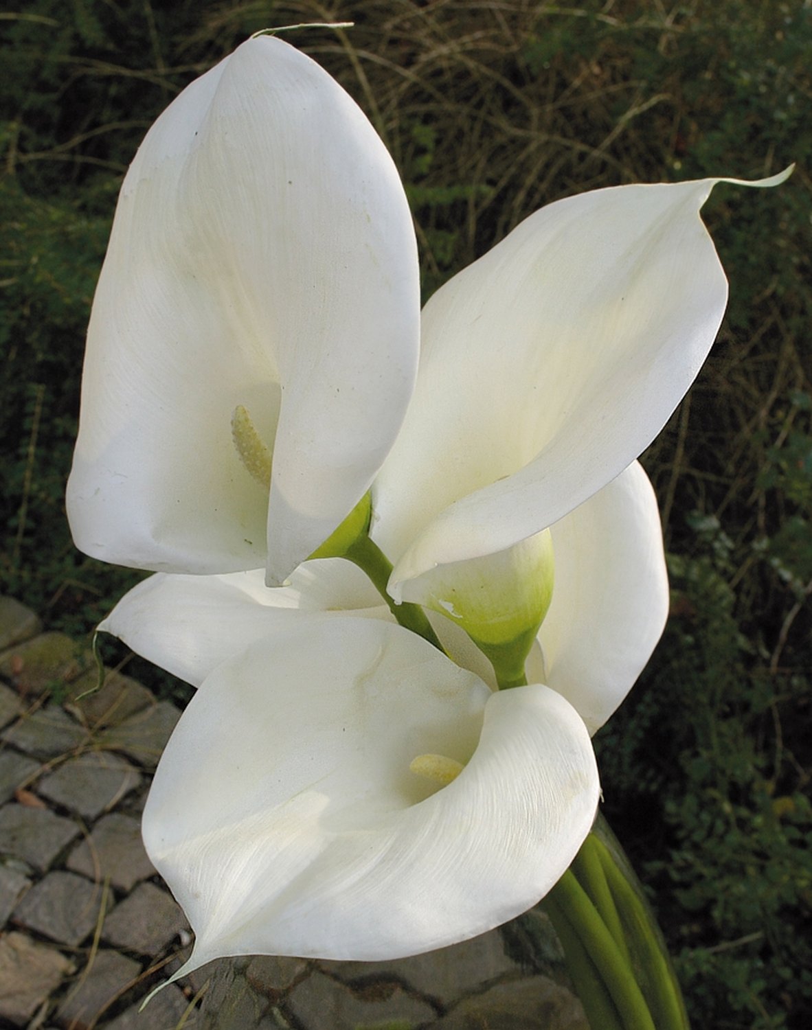 Künstliche Callas in Vase mit 'Wasser', 5 Stück, 83 cm, weiß
