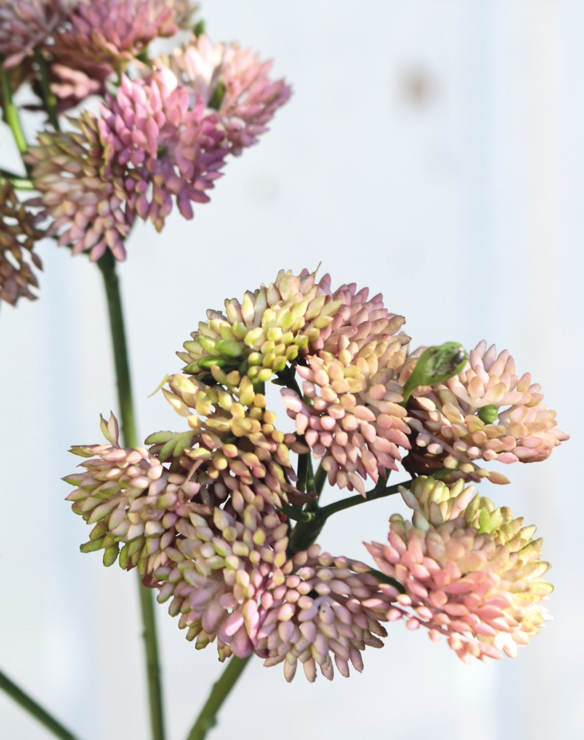 Artificial sedum branch, 32 cm, pink-green