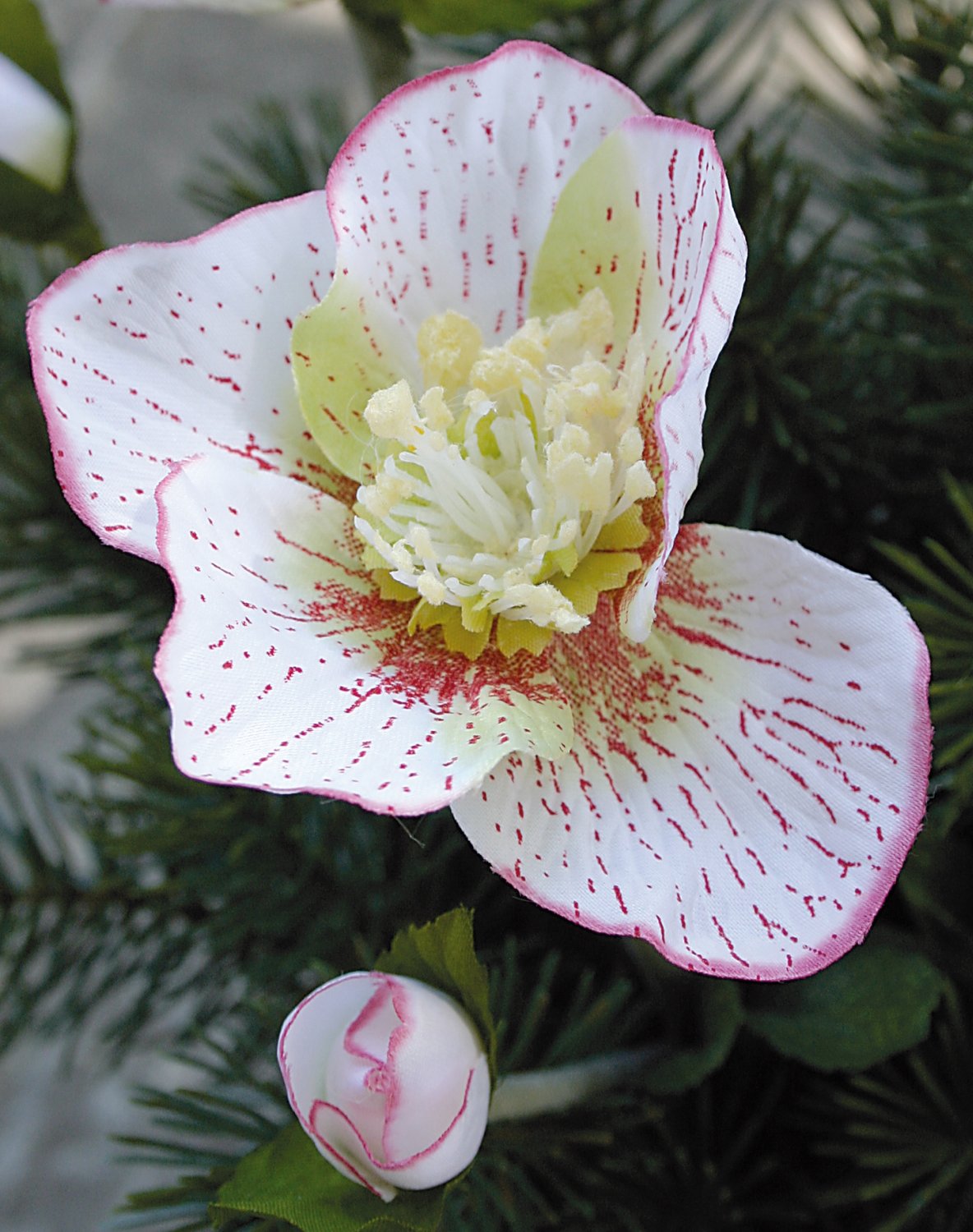 Künstliche Christrosen im Topf, mit Tanne, 33 cm, weiß-rosa