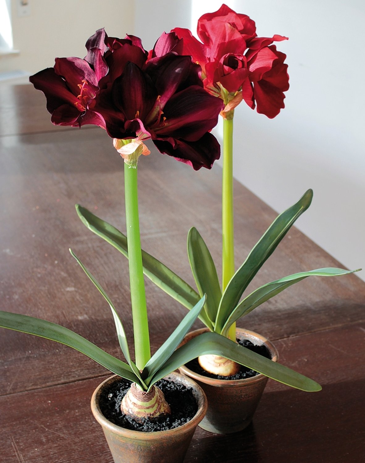 Künstliche Amaryllis, getopft, 65 cm, bordeauxrot