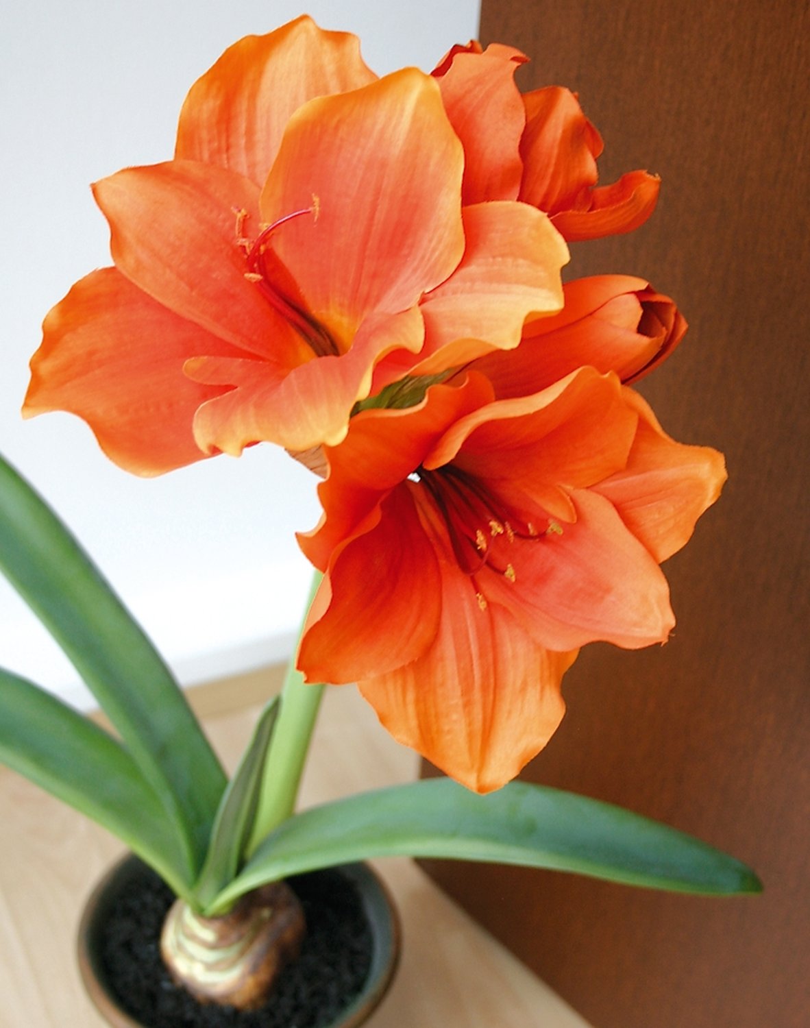 Künstliche Amaryllis, getopft, 65 cm, orange