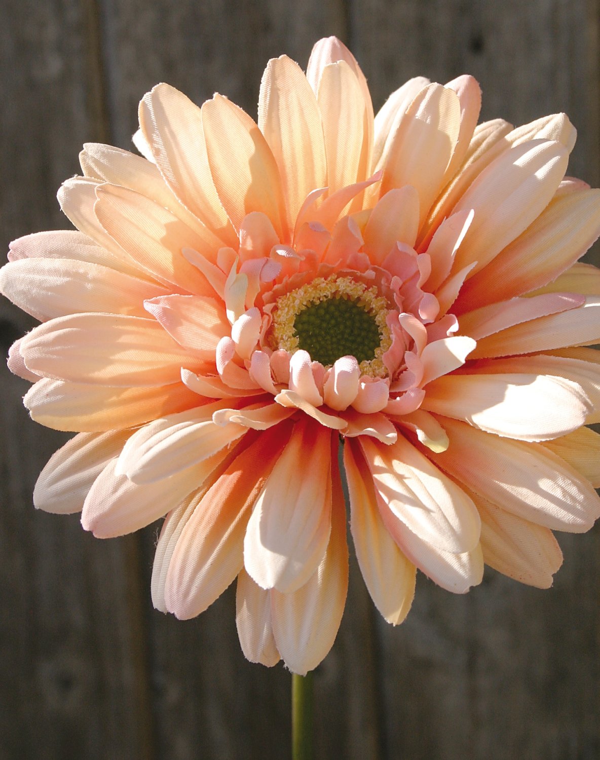 Künstliche Gerbera mit beflocktem Stiel, 55 cm, aprikose