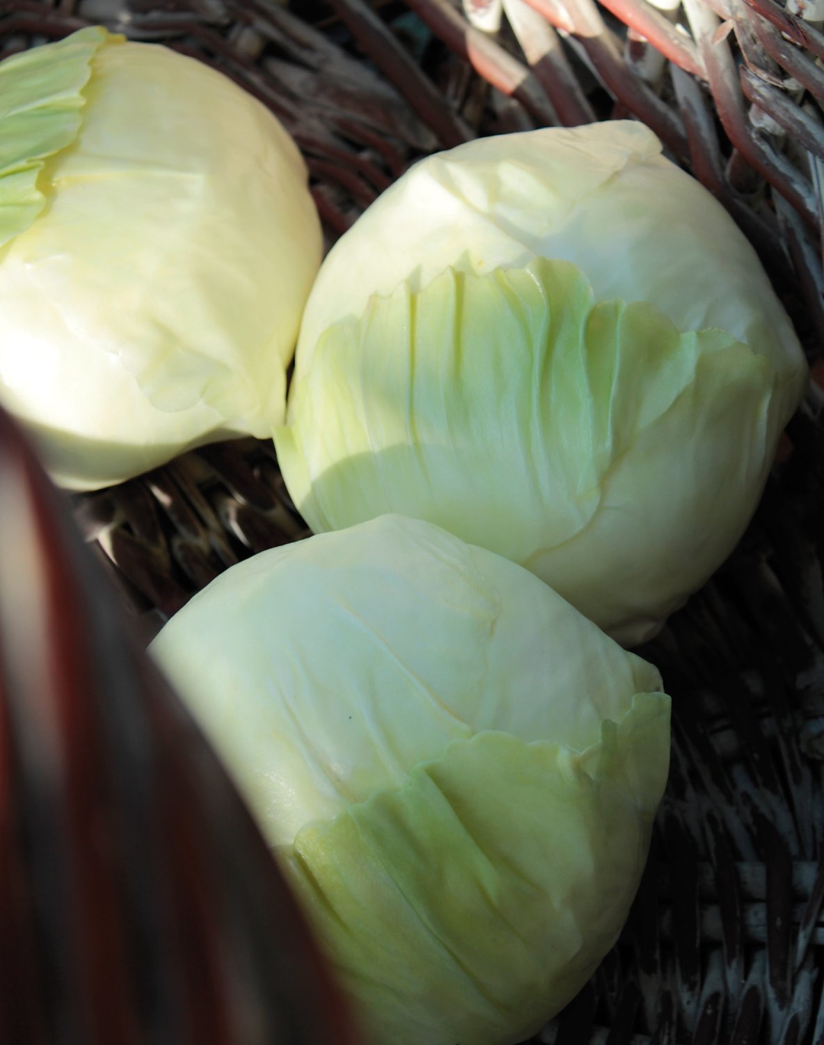 Artificial cabbage, 19 cm, light green