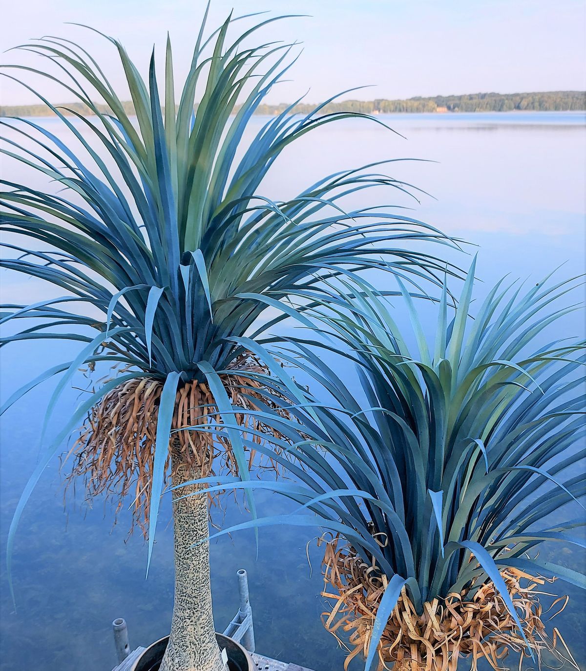 Faux yucca palm, potted, 180 cm, green-grey