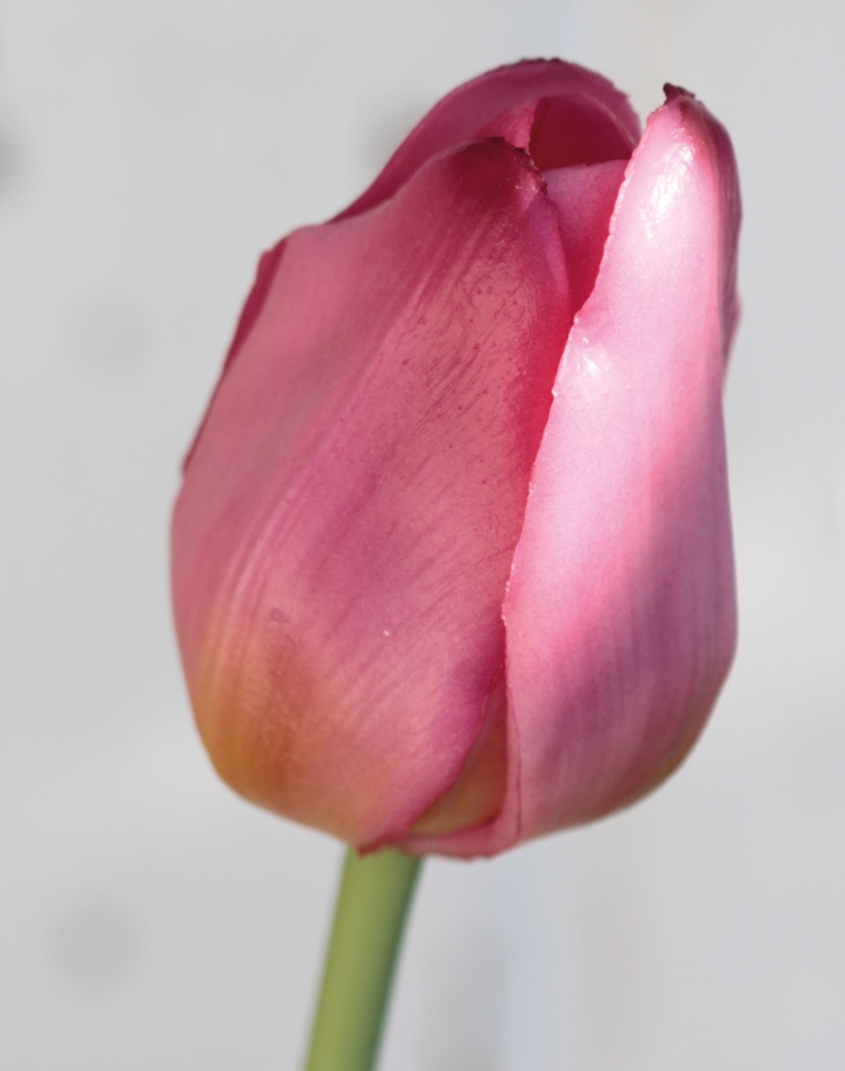 Künstliche Tulpe, französisch, 47 cm, Real Touch, hellviolett