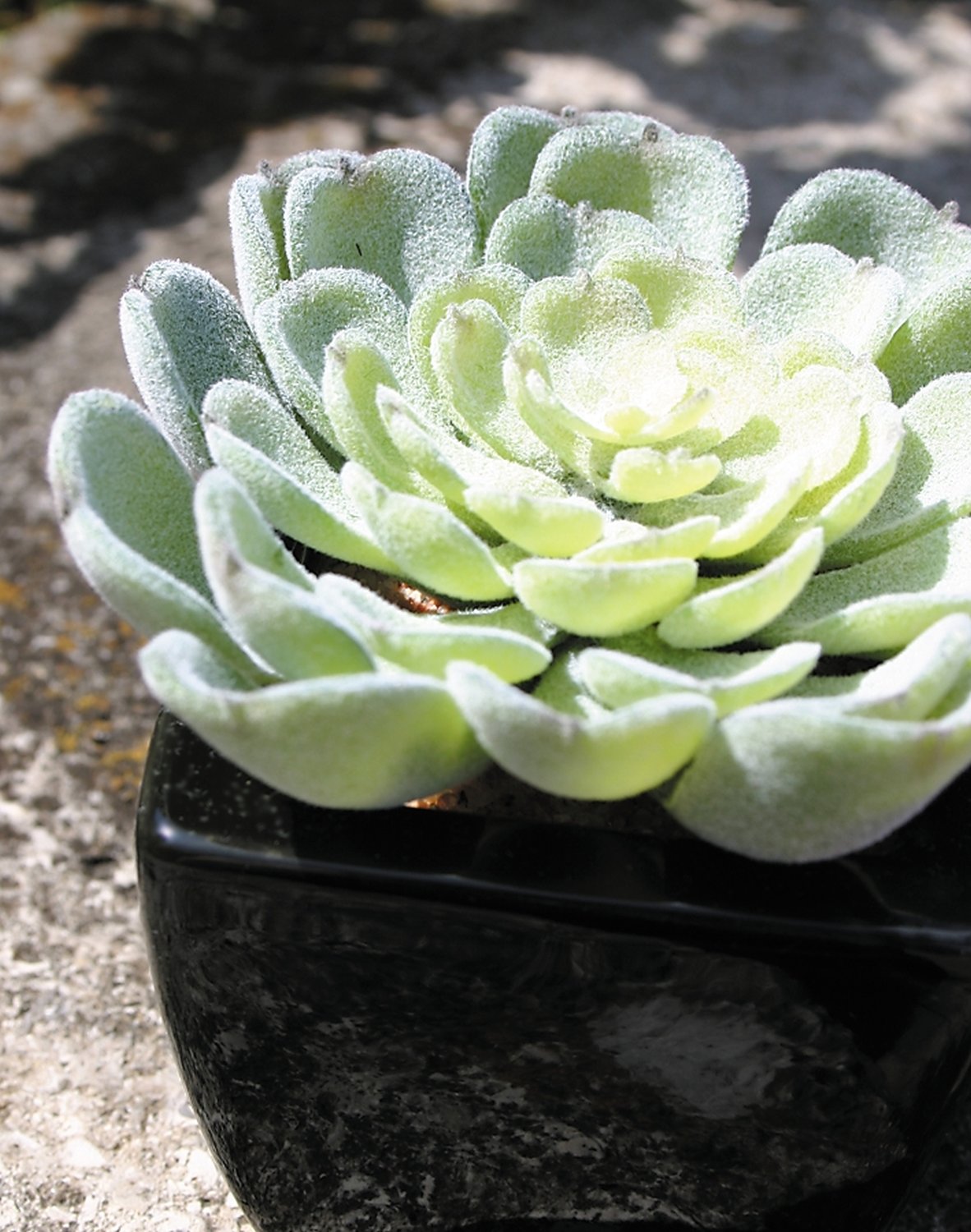 Künstliche Echeveria in Keramiktopf, 10 cm, grün