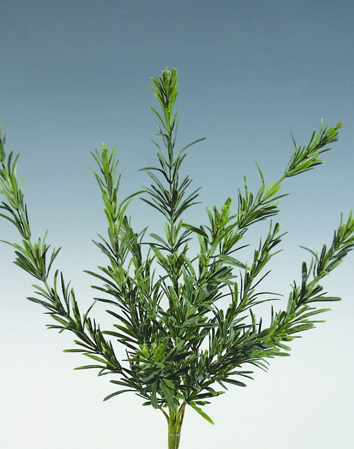 Künstlicher Rosmarinbusch, 41 cm, grün