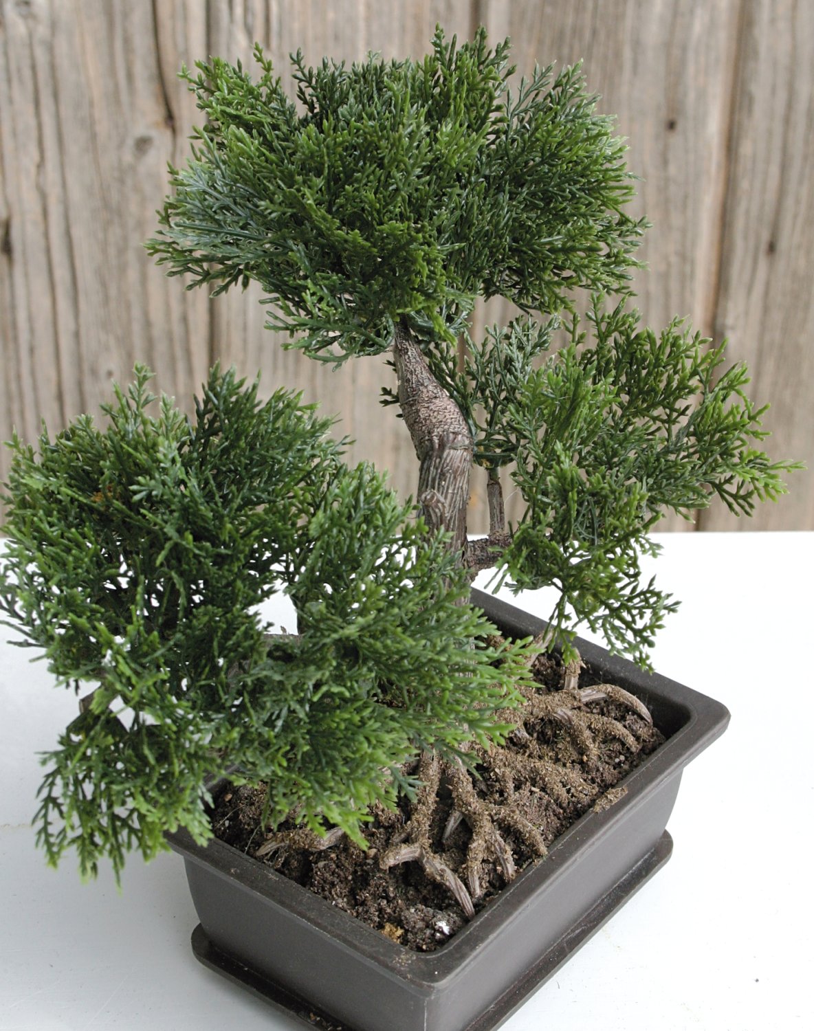 Bonsai artificiale 'Cedro', in vaso, 18 cm, verde