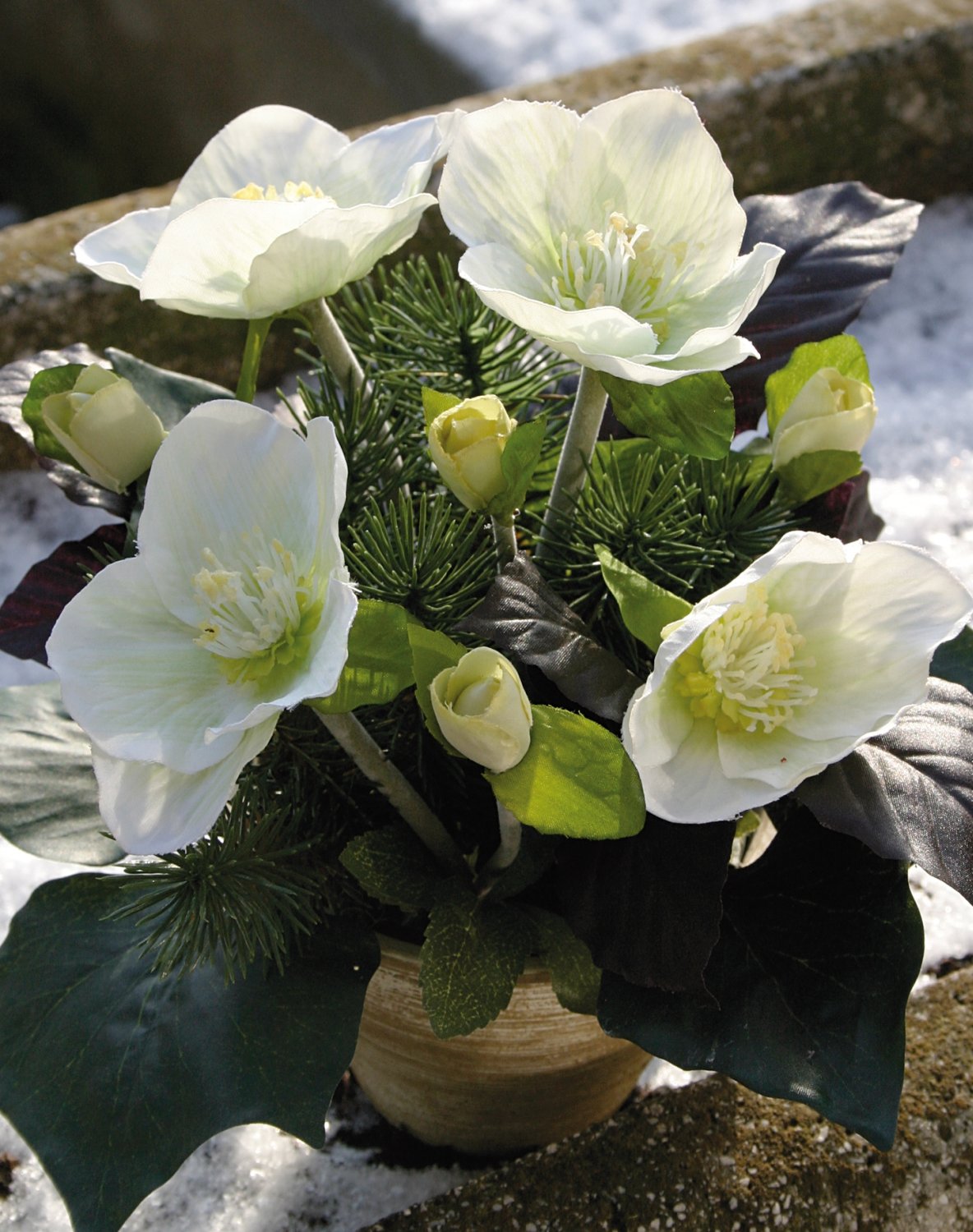Künstliche Christrosen im Topf, mit Tanne, 20 cm, creme-weiß