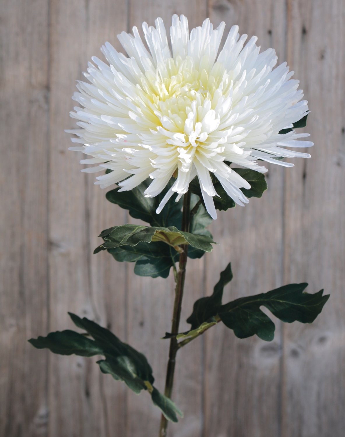 Künstliche Chrysantheme, 88 cm, creme-weiß
