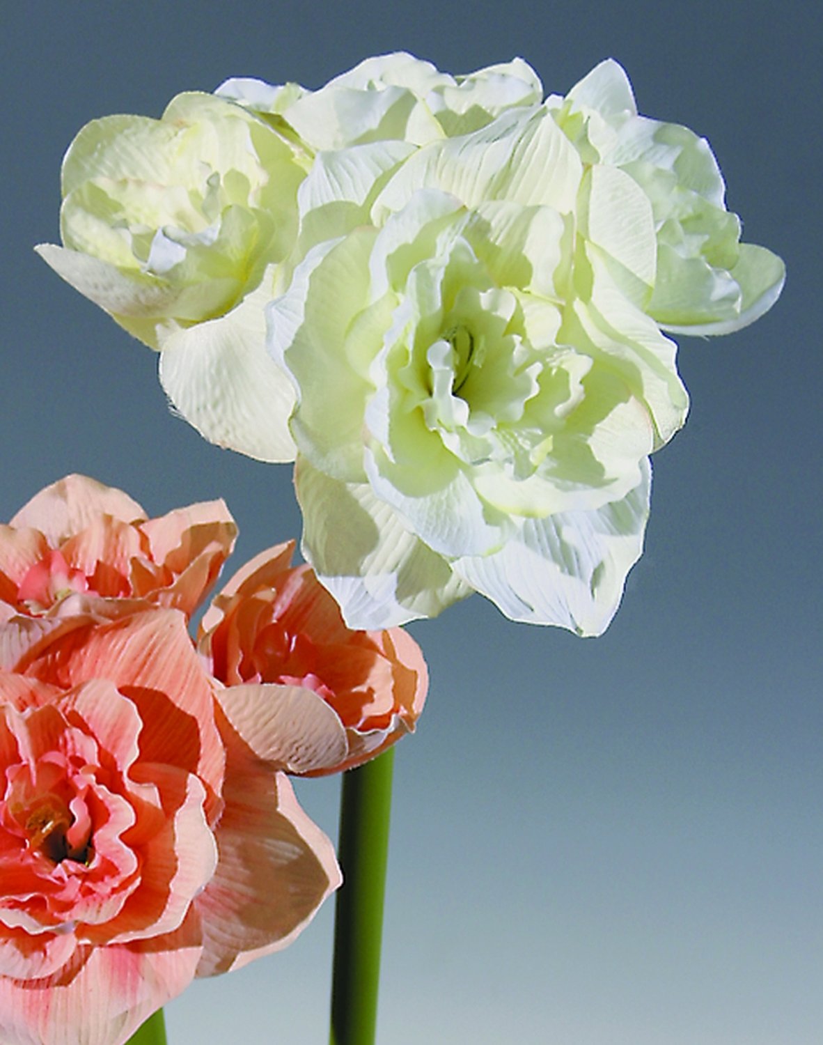 Künstliche Amaryllis, 4-fach, 80 cm, creme-weiß