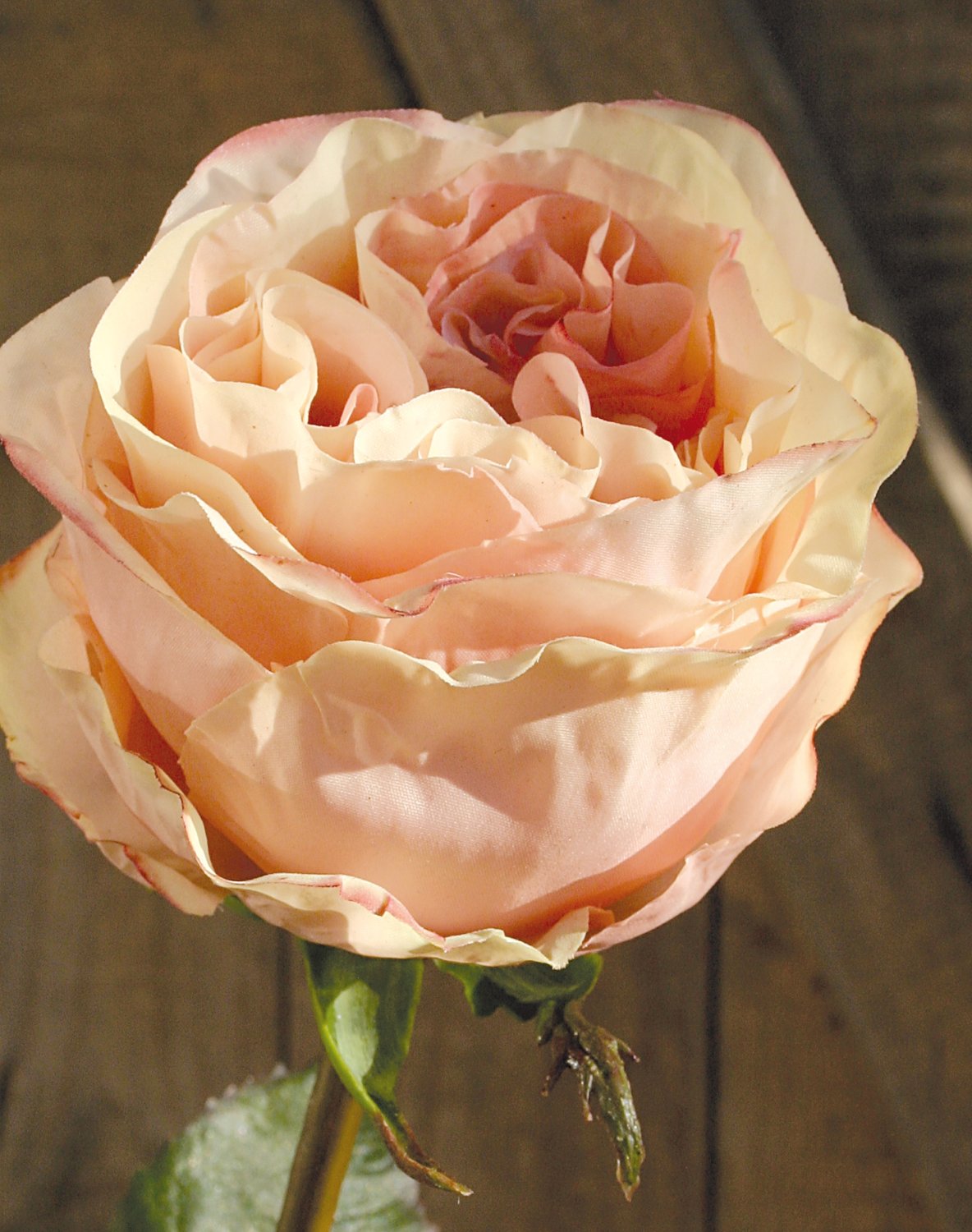 Künstliche Rose Duchesse, 52 cm, aprikose