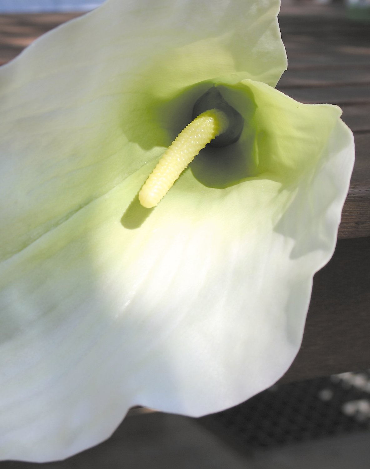 Künstliche Calla, 98 cm, Real Touch, grün-weiß