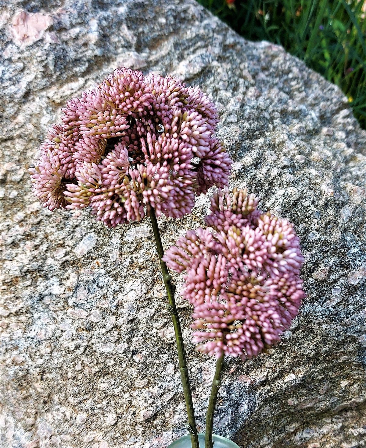 Artificial sedum branch "Vintage", 70 cm, antique dark pink