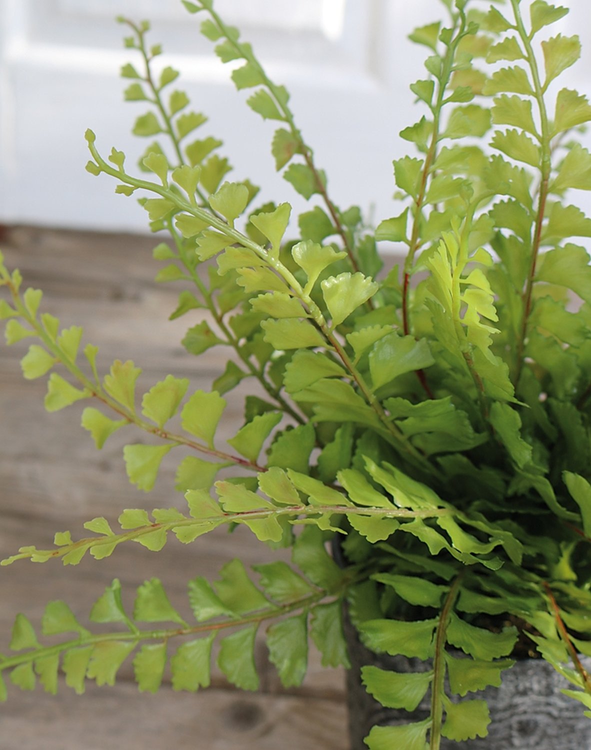 Fake maidenhair fern, potted, 35 cm, green