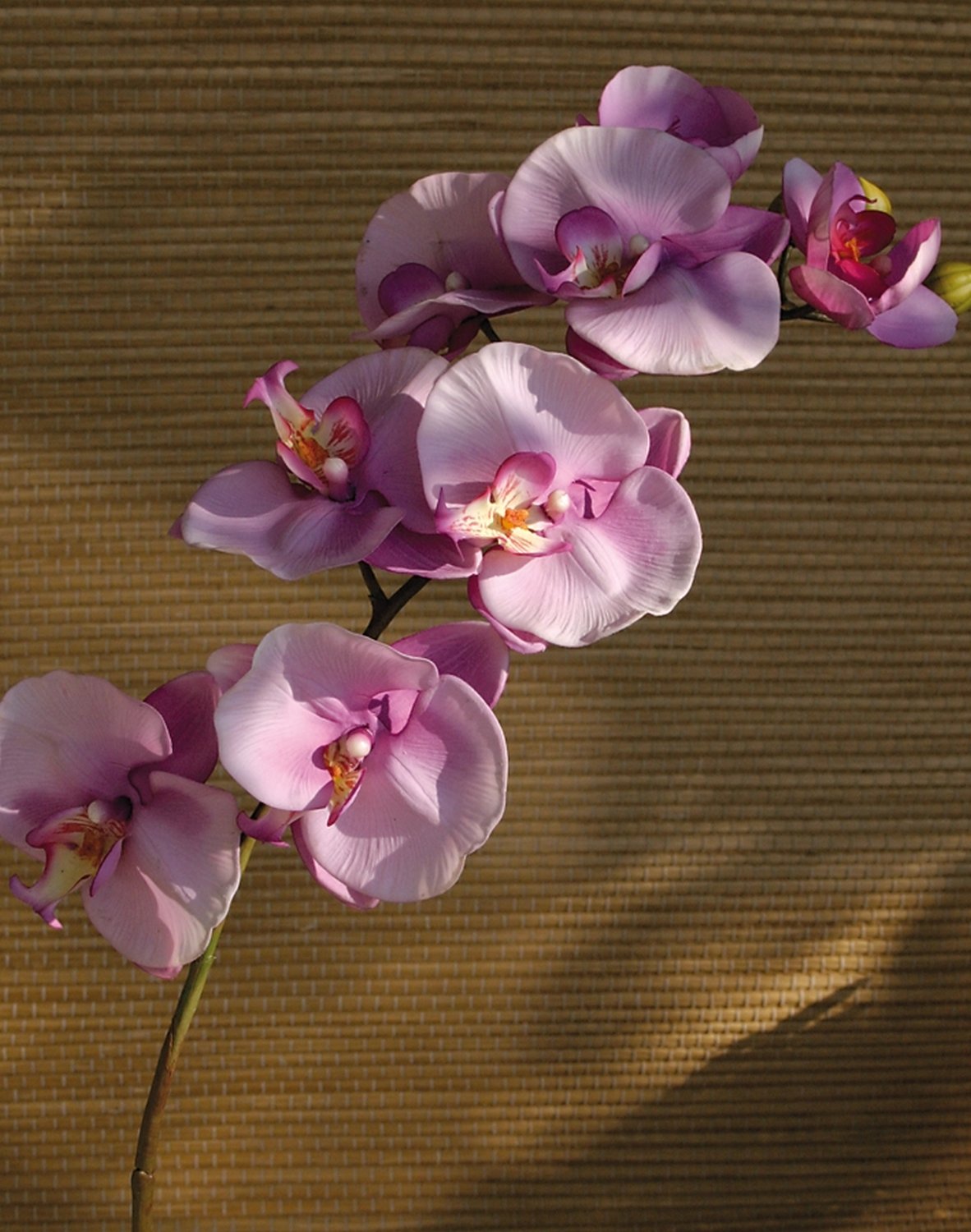 Künstliche Orchidee Phalaenopsis, 103 cm, Real Touch, hellviolett-dunkelviolett