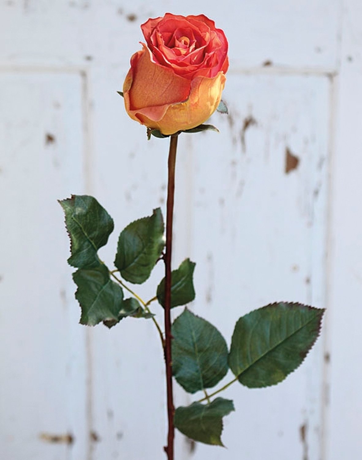 Künstliche Rose Duchesse, 85 cm, aprikose