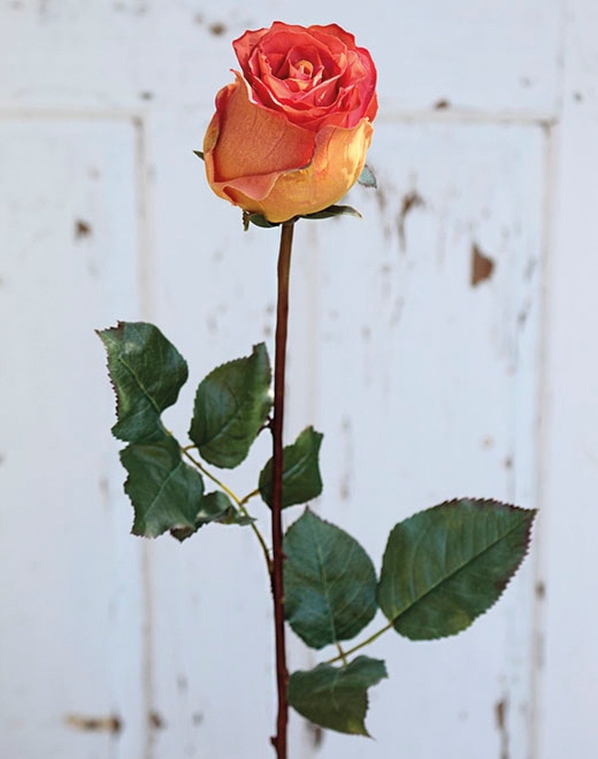 Künstliche Rose Duchesse, 85 cm, aprikose Künstliche Rose Duchesse, 85 cm, aprikose