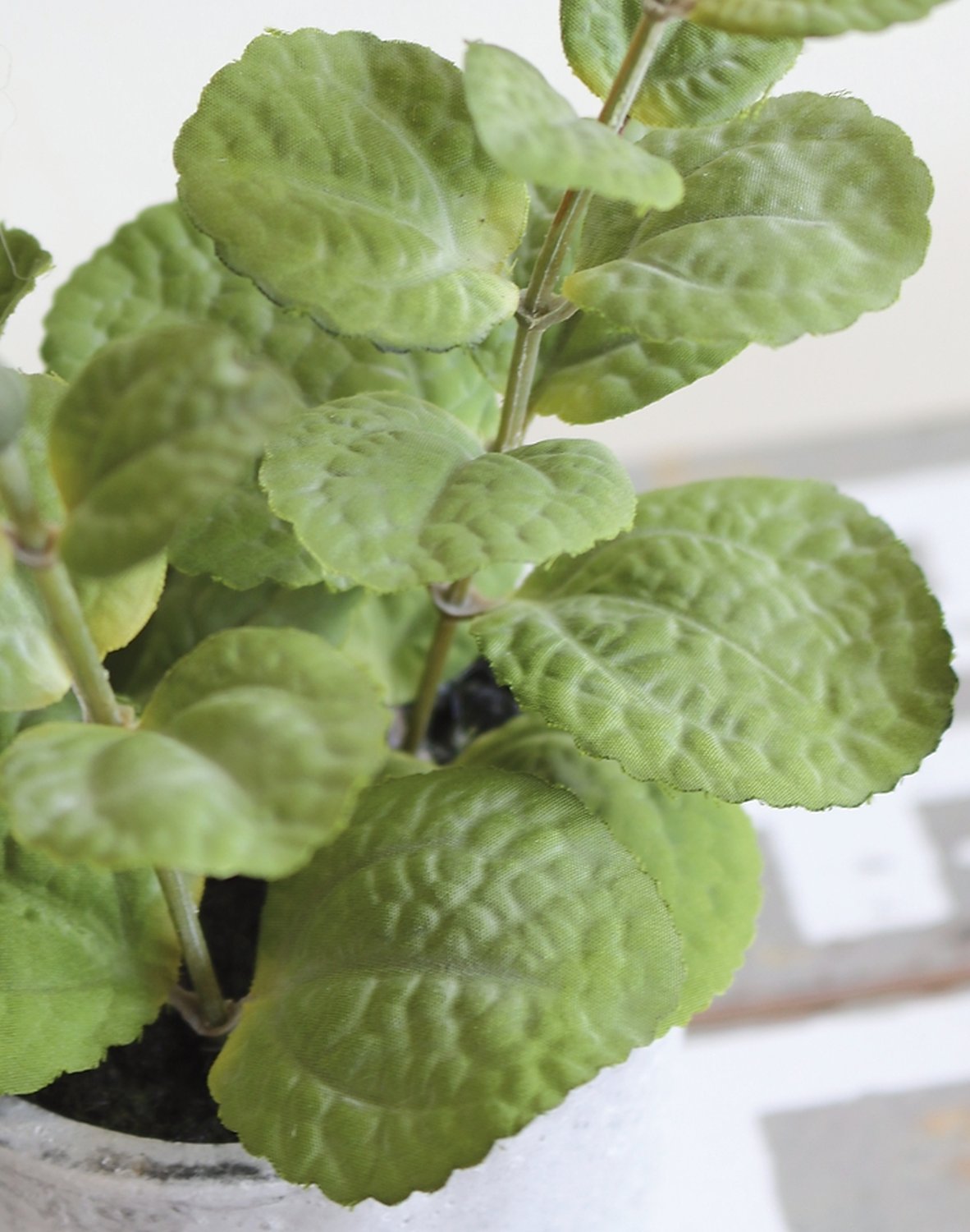 Fake mint, potted, 19 cm, green