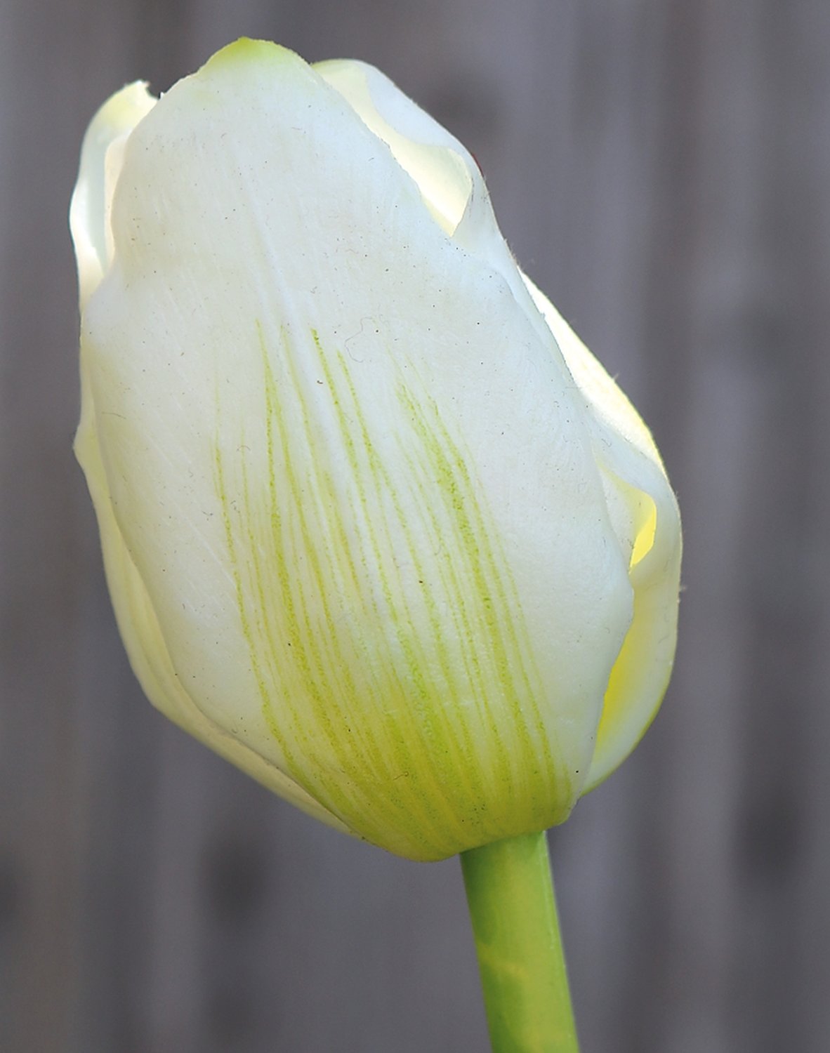 Künstliche Tulpe, französisch, 47 cm, Real Touch, weiß-grün