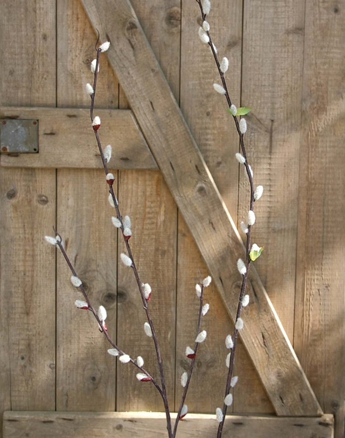Künstliche Weidenkätzchen, 98 cm, braun