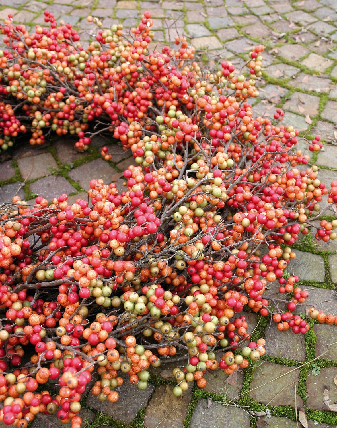 Artificial berries wreath, Ø 90 cm, orange