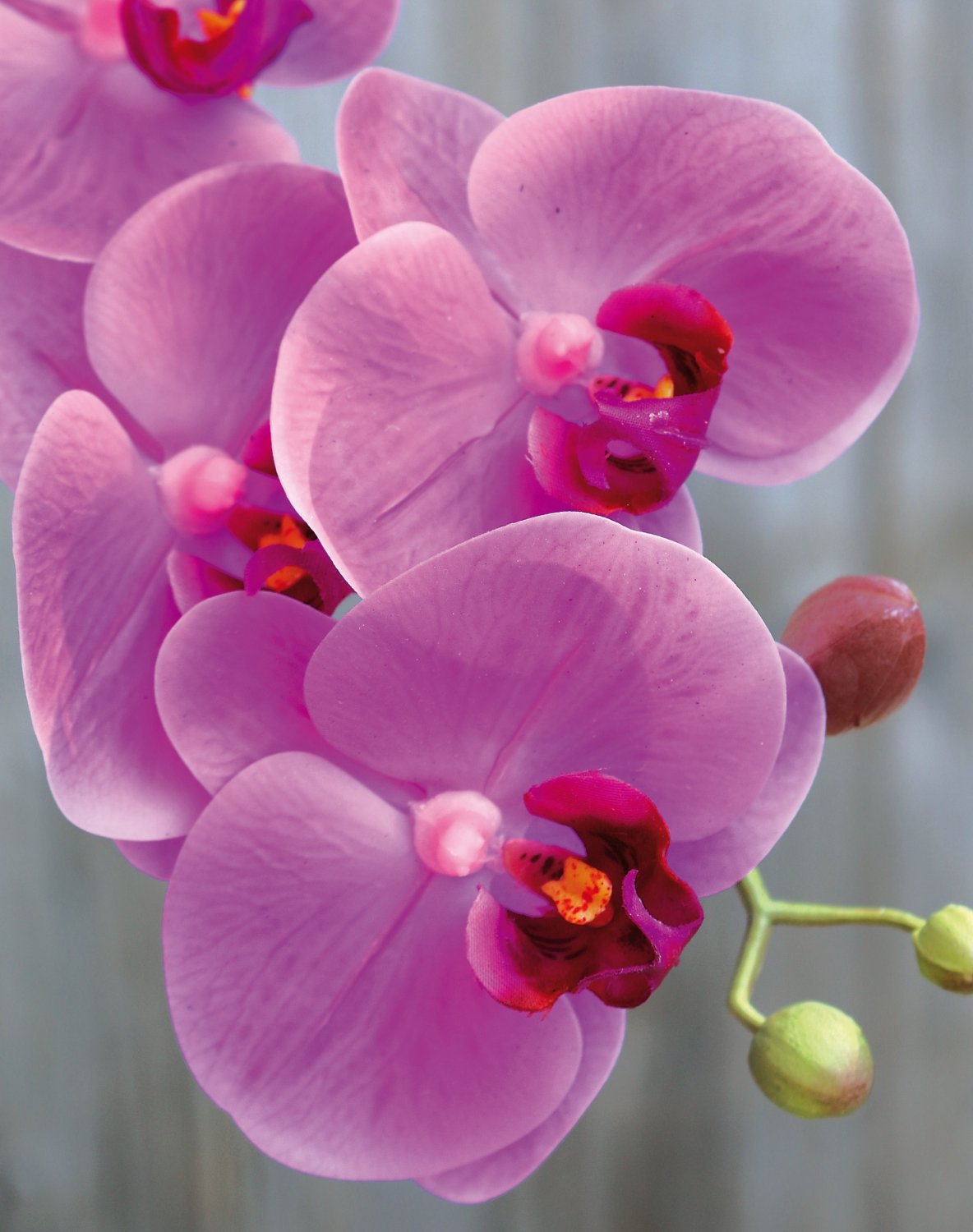 Orchidea Phalaenopsis artificiale, 64 cm, Real Touch Soft, color ciliegia