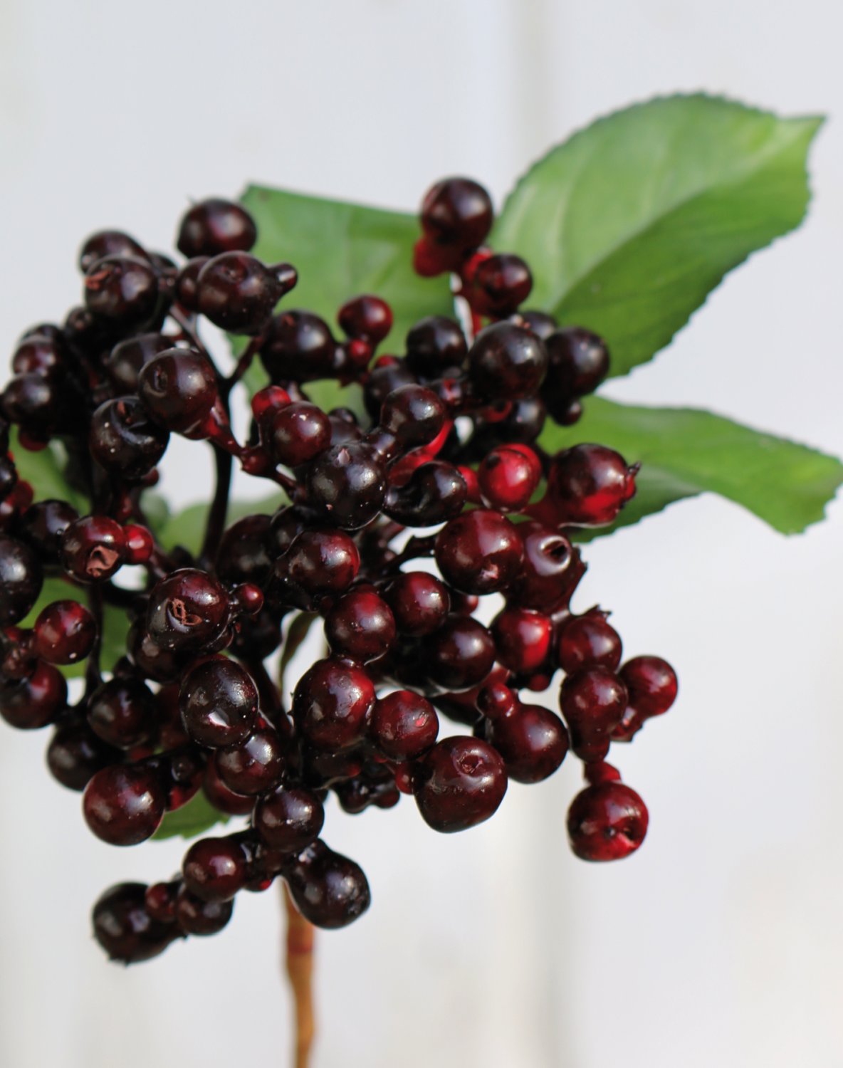 Artificial berries on stick, 30 cm, burgundy-black