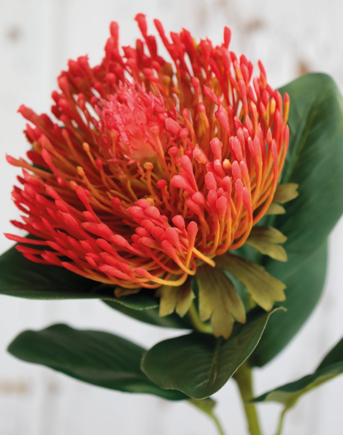 Künstliche Protea, 65 cm, rot-gelb