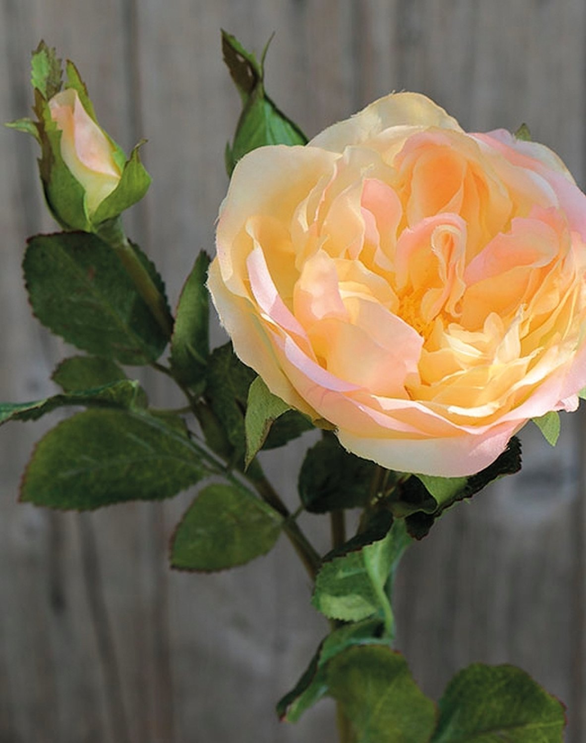 False rose, 1 flower, 2 buds, 30 cm, apricot