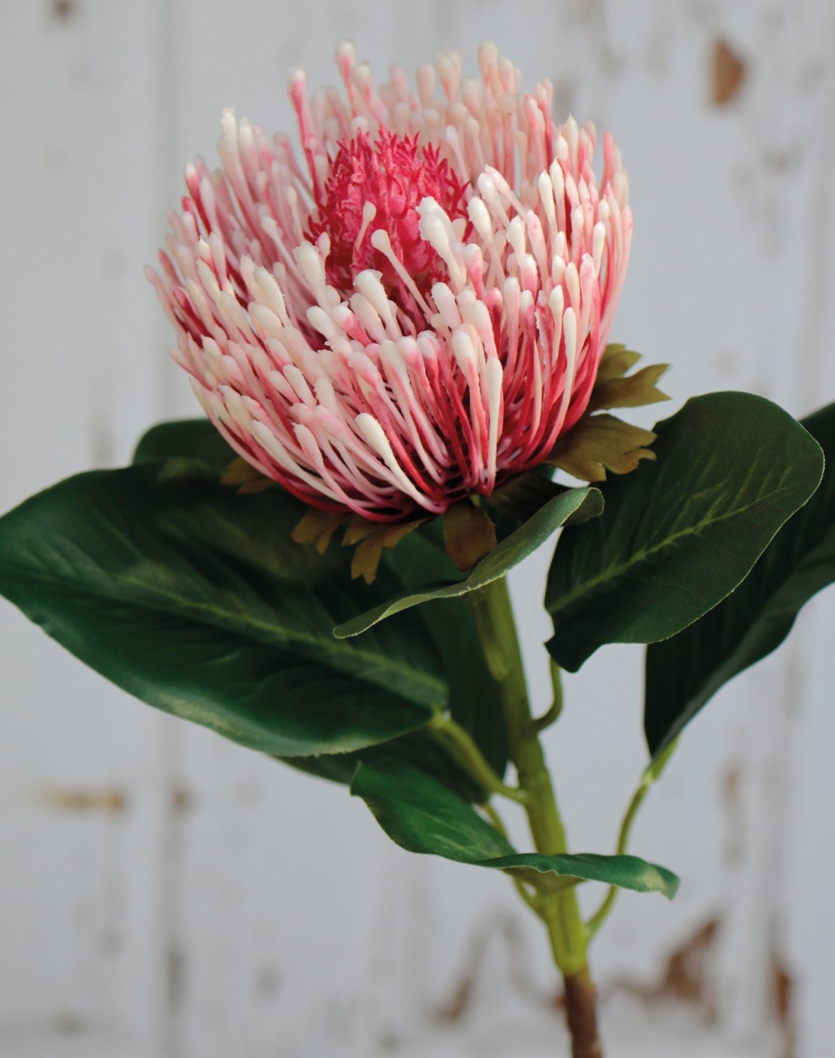 Künstliche Protea, 65 cm, antik-rosa