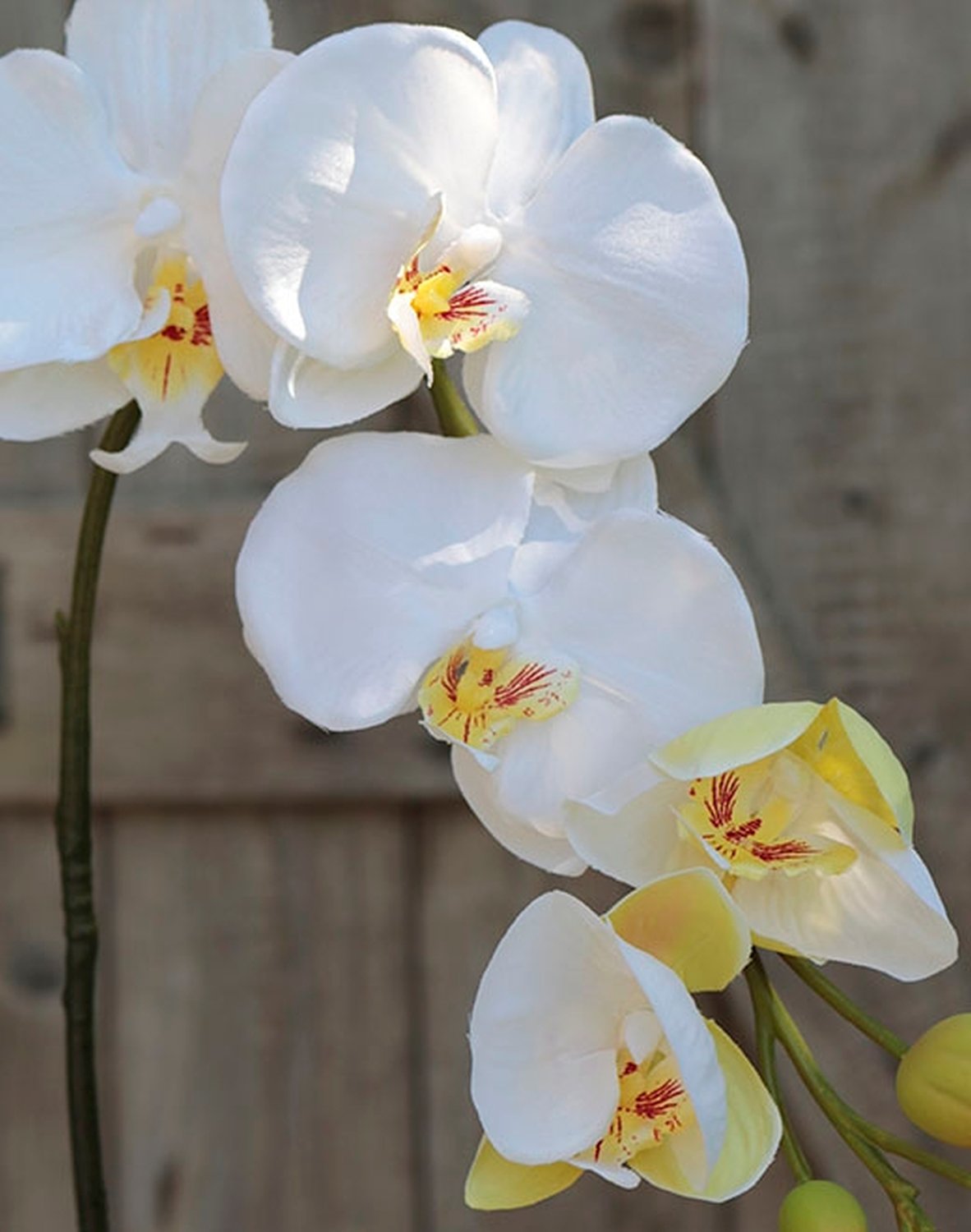 NatureMan Künstliche Orchideen 6 Stück | Weiße Phalaenopsis 68.6cm Hoch