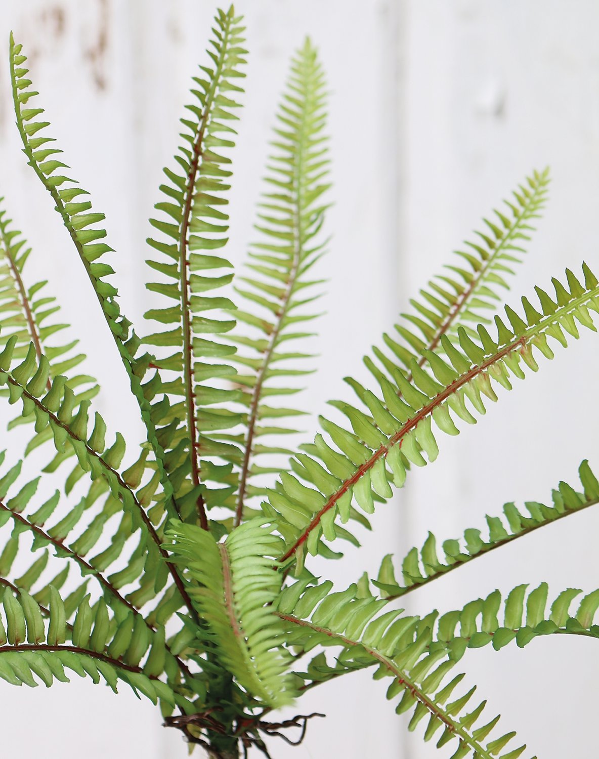 Imitation fern bush, 30 cm, green