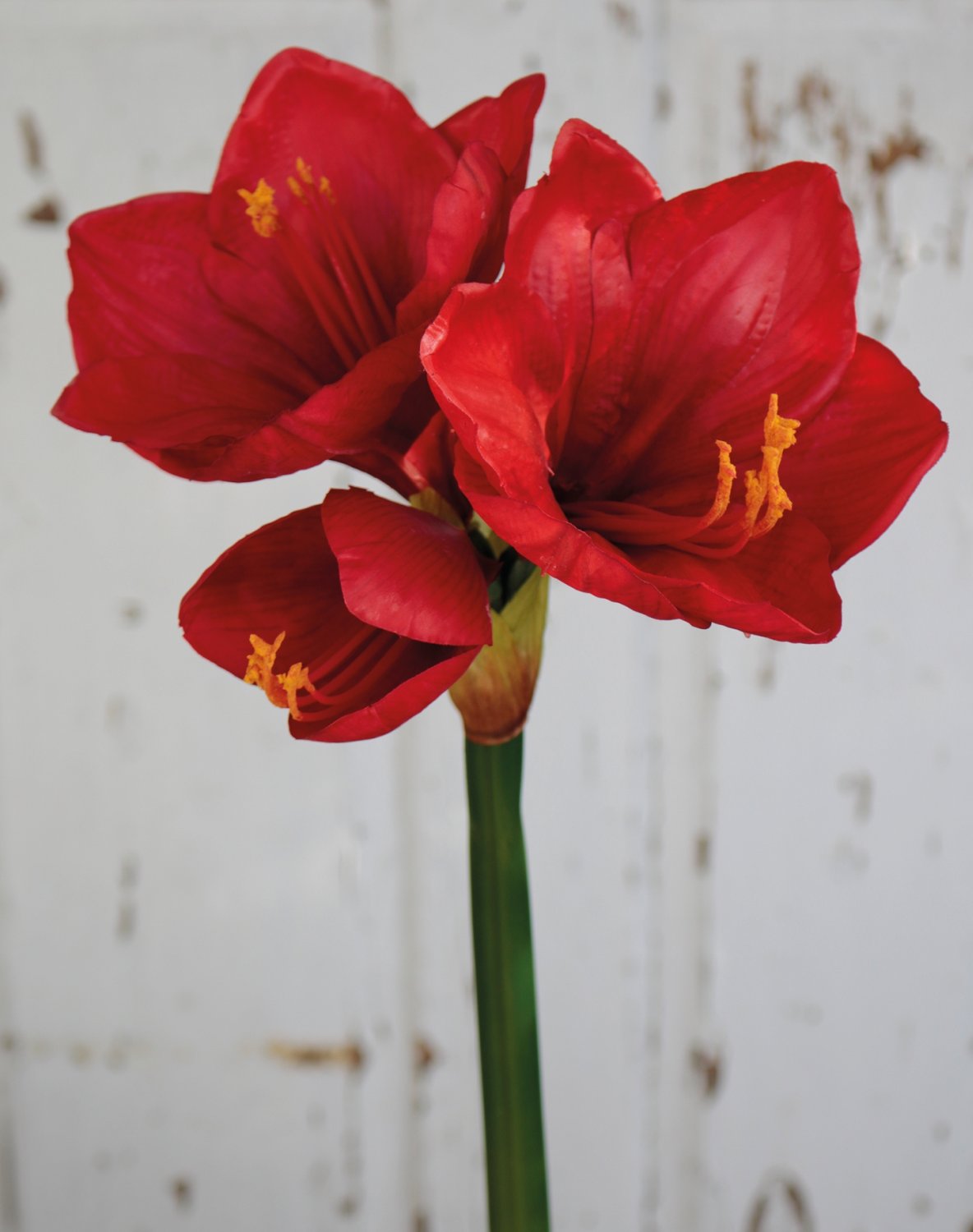 Amaryllis artificiale, 66 cm, rosso