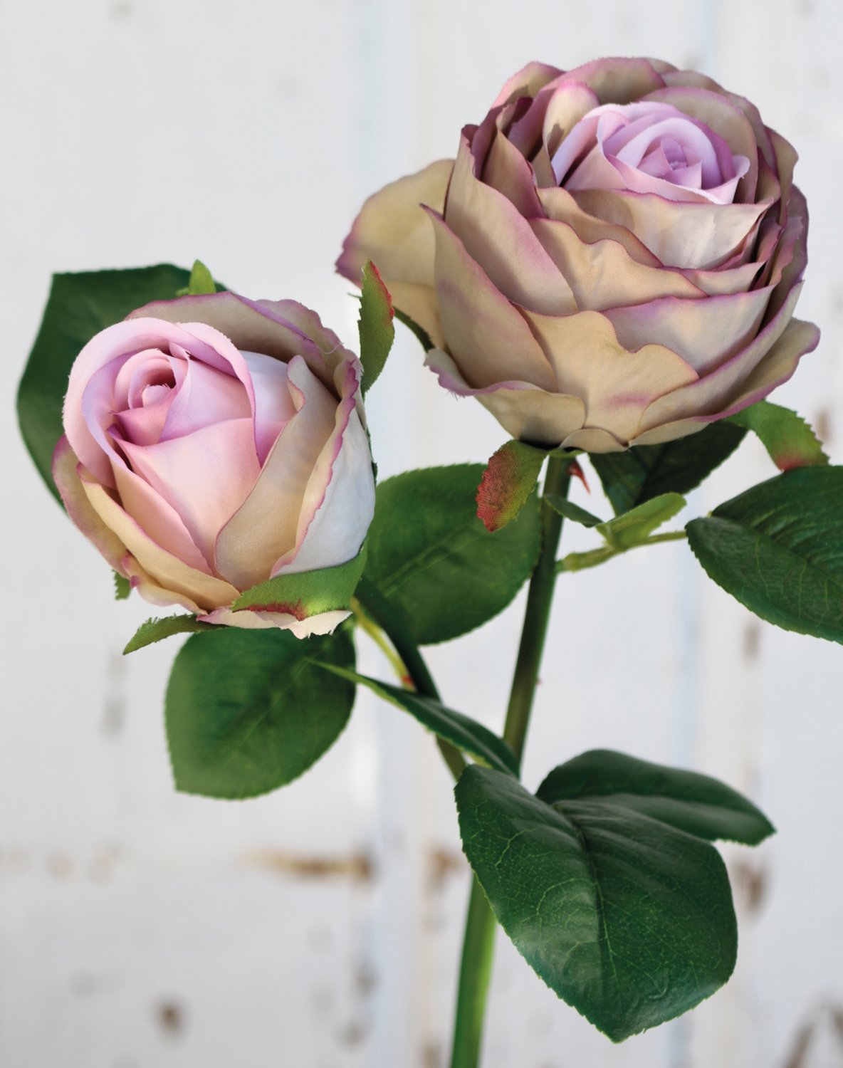 False rose, 2 flowers, 36 cm, antique-light violet