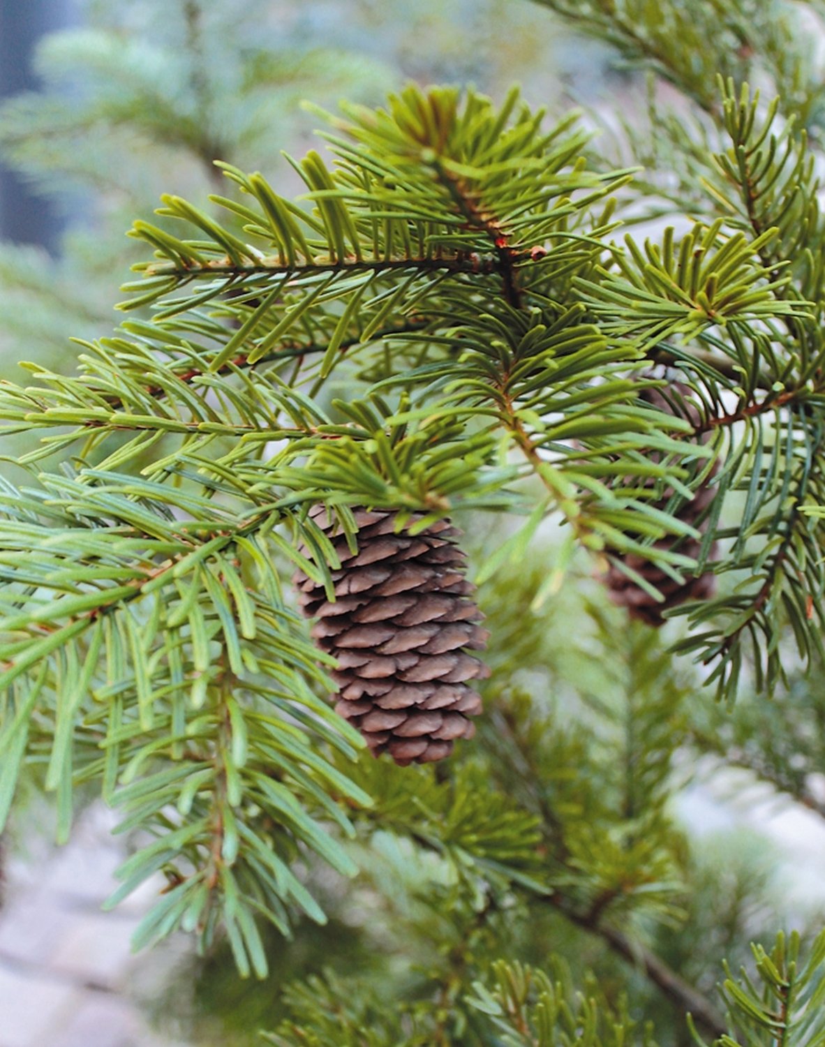 Abete di Nordmann artificiale con pigne, in vaso, 135 cm, verde