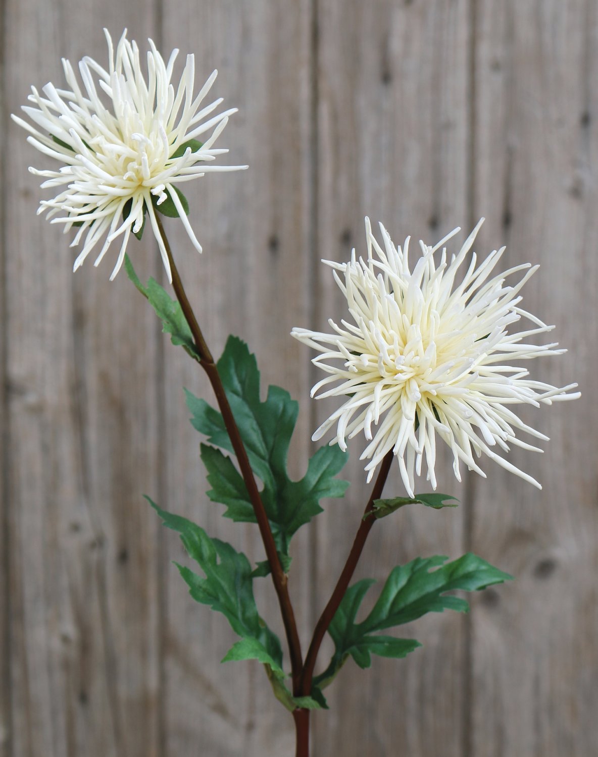 Künstliche Strahlen-Chrysantheme, 2-fach, 72 cm, weiß-grün